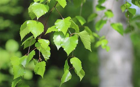 Избавьтесь от болей в суставах с помощью березовых листьев